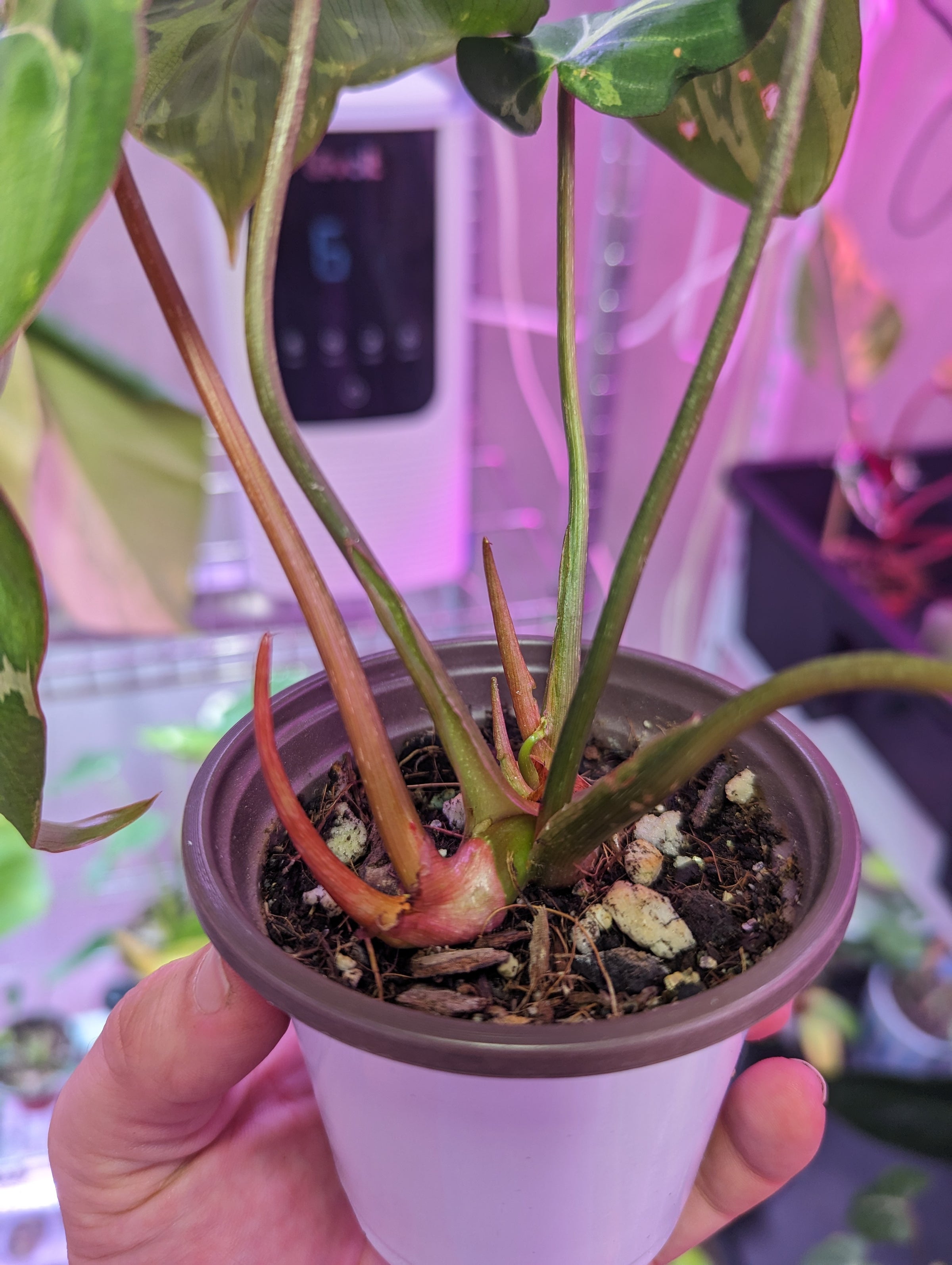 Philodendron Gloriosum Aberrant Variegated | Leafara Plants